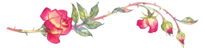 watercolor-illustration-rose-flower-isolated-white-background